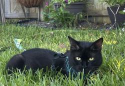 Lost Female Cat last seen Sugar mill elementary, Port Orange, FL 32129