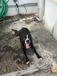 Found/Stray Male Dog last seen Near NE 125th st 33161, North Miami, FL 33161