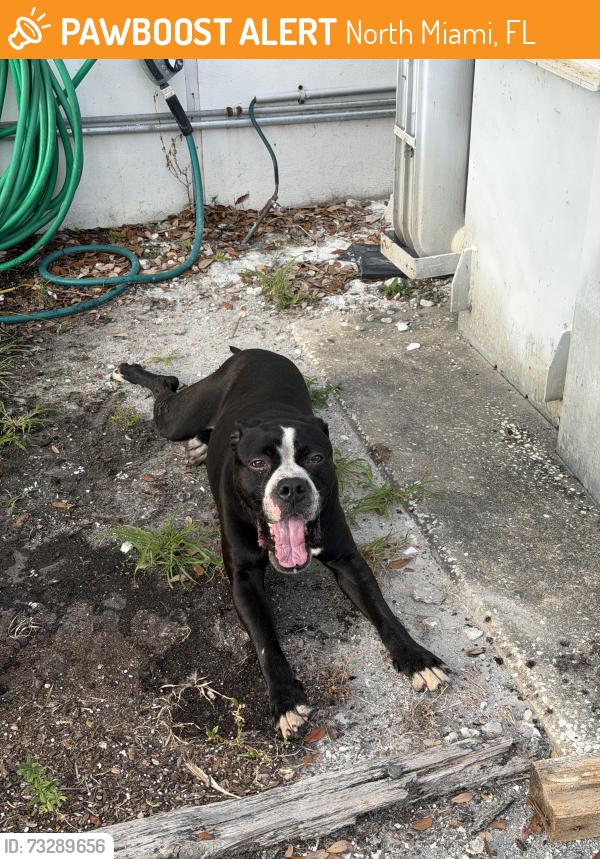 Found/Stray Male Dog last seen Near NE 125th st 33161, North Miami, FL 33161