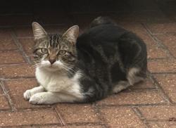 Found/Stray Male Cat last seen Near Tesco extra in Heston, north Hyde lane, Heston, England 
