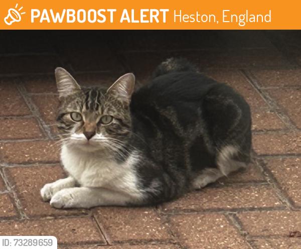 Found/Stray Male Cat last seen Near Tesco extra in Heston, north Hyde lane, Heston, England 