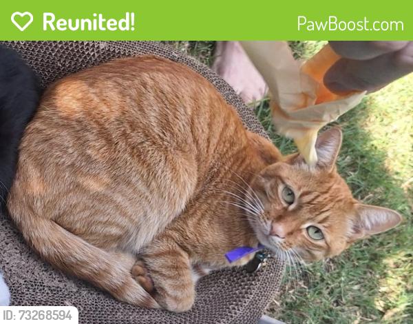 Reunited Male Cat last seen Corner of concerto, mustang ave, pierre van ryneveld, Centurion, GP 0157