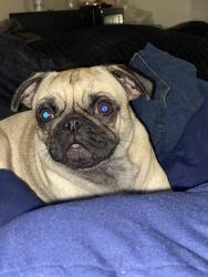 Reunited Female Dog last seen Near w lovers lane, Arlington, TX 76013