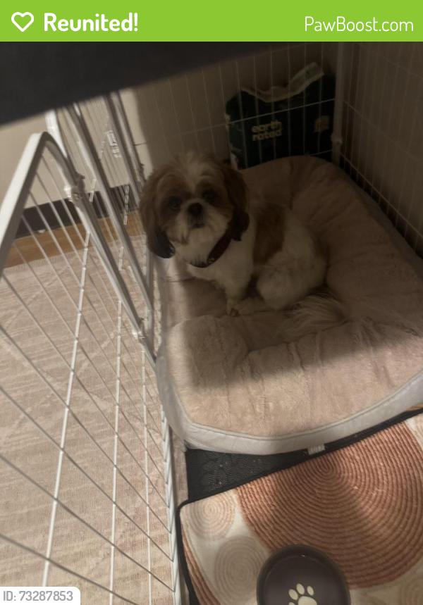 Reunited Male Dog last seen Pinewood Drive near Lunn, Strongsville, OH 44149