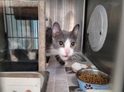 Shelter Stray Female Cat last seen , 3201 Lacy St, Los Angeles, CA 90031, USA