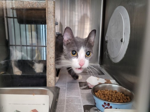 Shelter Stray Female Cat last seen , 3201 Lacy St, Los Angeles, CA 90031, USA