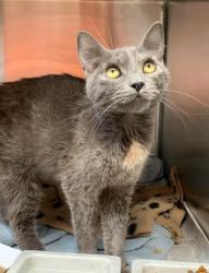 Shelter Stray Female Cat last seen , 3201 Lacy St, Los Angeles, CA 90031, USA