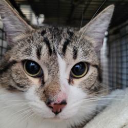 Shelter Stray Unknown Cat last seen , 3201 Lacy St, Los Angeles, CA 90031, USA