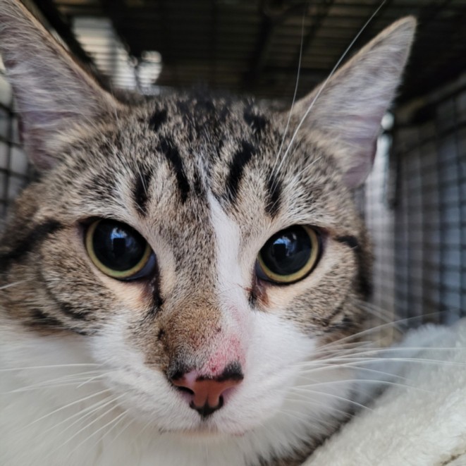Shelter Stray Unknown Cat last seen , 3201 Lacy St, Los Angeles, CA 90031, USA