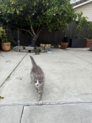 Lost Female Cat last seen Treat Lane, Hayward, Hayward, CA 94545