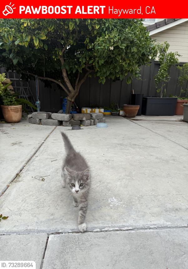 Lost Female Cat last seen Treat Lane, Hayward, Hayward, CA 94545