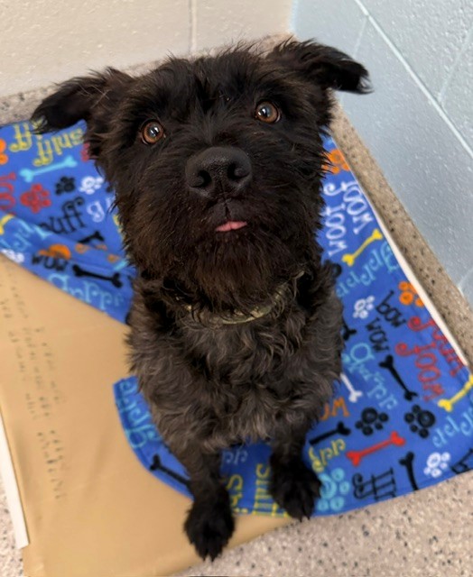 Shelter Stray Male Dog last seen Near BLOCK E 77TH AVE, 12155 Park Blvd, Brighton, CO 80601, USA