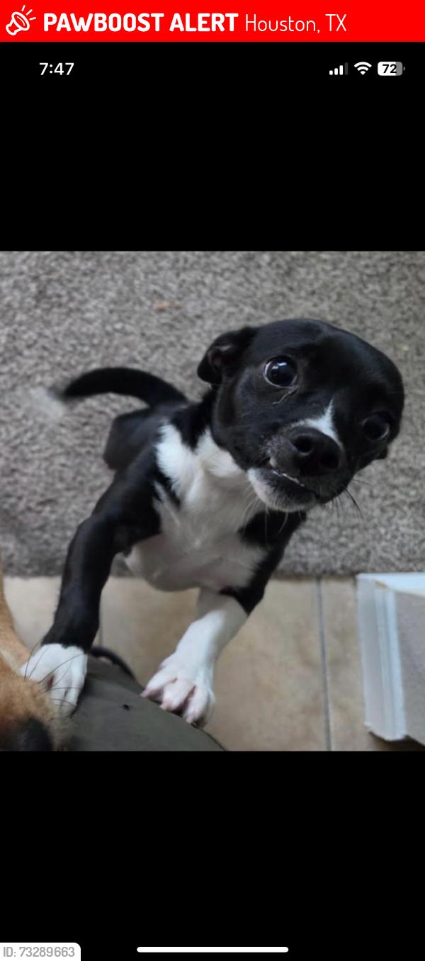 Lost Female Dog last seen City Park Central Ln, Houston, TX 77047