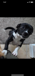 Lost Female Dog last seen City Park Central Ln, Houston, TX 77047