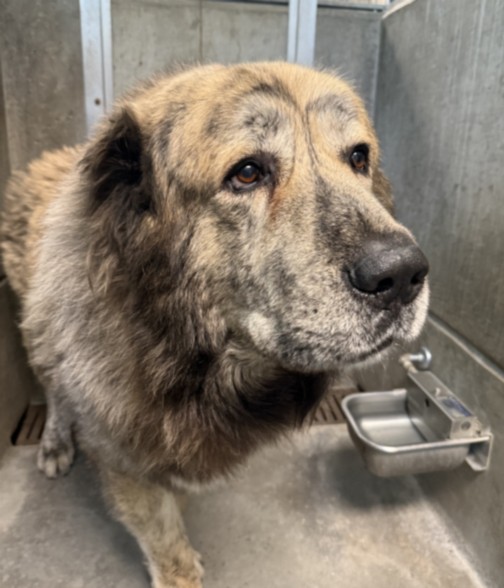 Shelter Stray Male Dog last seen , West Valley Animal Shelter, 20655 Plummer St, Chatsworth, CA 91311, USA