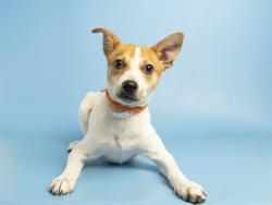 Shelter Stray Male Dog last seen 67TH AVE / GLENDALE, 5501 E Van Buren St, Phoenix, AZ 85008, USA
