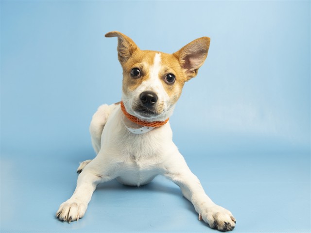 Shelter Stray Male Dog last seen 67TH AVE / GLENDALE, 5501 E Van Buren St, Phoenix, AZ 85008, USA