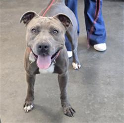 Shelter Stray Male Dog last seen , West Valley Animal Shelter, 20655 Plummer St, Chatsworth, CA 91311, USA