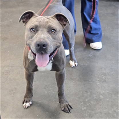 Shelter Stray Male Dog last seen , West Valley Animal Shelter, 20655 Plummer St, Chatsworth, CA 91311, USA