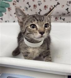 Shelter Stray Female Cat last seen Near BLOCK MAMMOTH AVE, JURUPA VALLEY CA 92509, 6851 Van Buren Boulevard, Jurupa Valley, CA 92509, USA