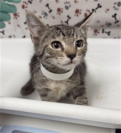 Shelter Stray Female Cat last seen Near BLOCK MAMMOTH AVE, JURUPA VALLEY CA 92509, 6851 Van Buren Boulevard, Jurupa Valley, CA 92509, USA