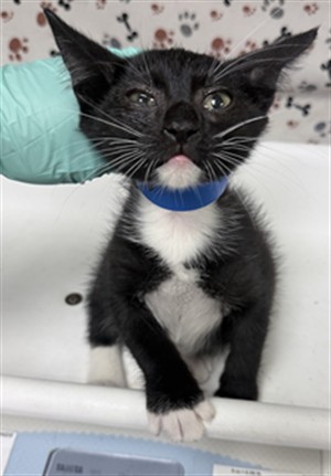 Shelter Stray Male Cat last seen Near BLOCK MAMMOTH AVE, JURUPA VALLEY CA 92509, 6851 Van Buren Boulevard, Jurupa Valley, CA 92509, USA