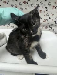 Shelter Stray Female Cat last seen Near BLOCK MAMMOTH AVE, JURUPA VALLEY CA 92509, 6851 Van Buren Boulevard, Jurupa Valley, CA 92509, USA