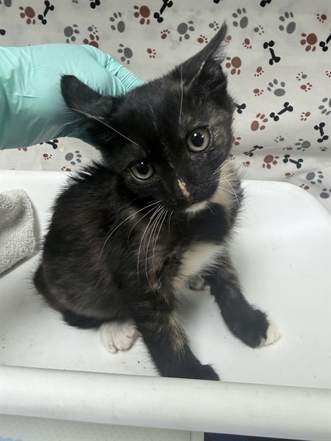 Shelter Stray Female Cat last seen Near BLOCK MAMMOTH AVE, JURUPA VALLEY CA 92509, 6851 Van Buren Boulevard, Jurupa Valley, CA 92509, USA