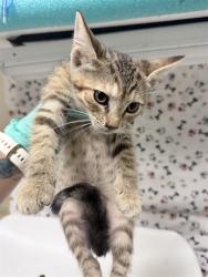 Shelter Stray Female Cat last seen Near BLOCK MAMMOTH AVE, JURUPA VALLEY CA 92509, 6851 Van Buren Boulevard, Jurupa Valley, CA 92509, USA