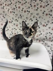 Shelter Stray Female Cat last seen Near BLOCK MAMMOTH AVE, JURUPA VALLEY CA 92509, 6851 Van Buren Boulevard, Jurupa Valley, CA 92509, USA