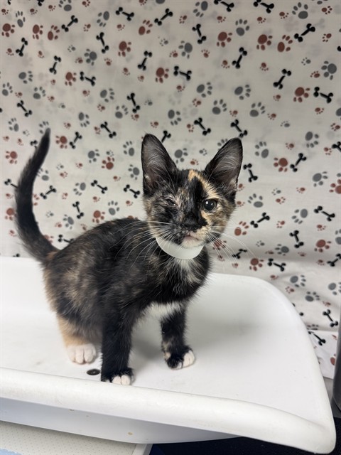 Shelter Stray Female Cat last seen Near BLOCK MAMMOTH AVE, JURUPA VALLEY CA 92509, 6851 Van Buren Boulevard, Jurupa Valley, CA 92509, USA