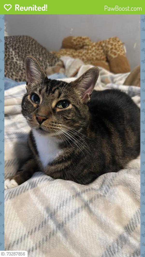 Reunited Male Cat last seen Near kirkmont dr houston tx 77089, Houston, TX 77089