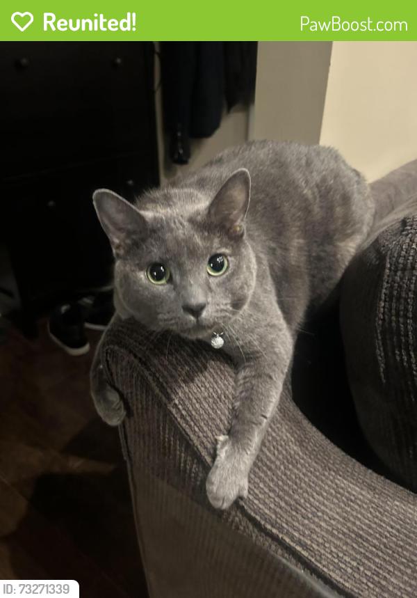 Reunited Female Cat last seen Barton st and cannon st, Hamilton, ON 