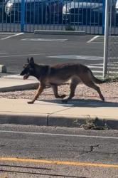 Found/Stray Unknown Dog last seen East Bilby Road and South Campbell Avenue, Tucson, AZ 85706