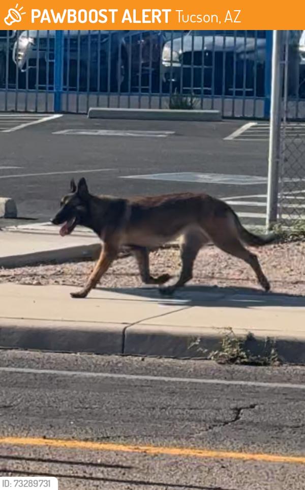 Found/Stray Unknown Dog last seen East Bilby Road and South Campbell Avenue, Tucson, AZ 85706