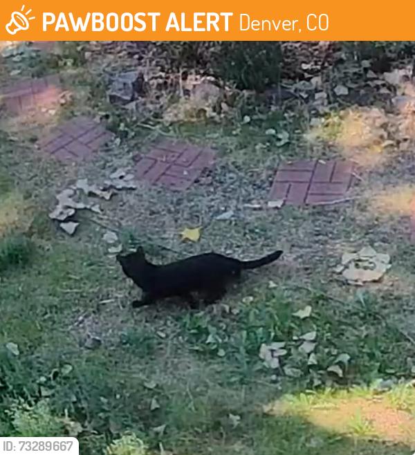 Found/Stray Unknown Cat last seen E Warren and s Ogden, Denver, CO 80224