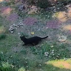 Found/Stray Unknown Cat last seen E Warren and s Ogden, Denver, CO 80224
