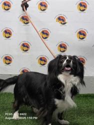 Shelter Stray Male Dog last seen COUNTY LINE RD & FURMAN DR, 19640 Dogpatch Ln, Land O' Lakes, FL 34638, USA