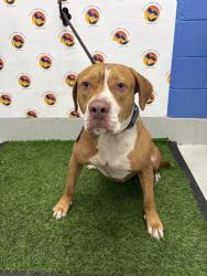 Shelter Stray Male Dog last seen STATE ROAD 575, 19640 Dogpatch Ln, Land O' Lakes, FL 34638, USA