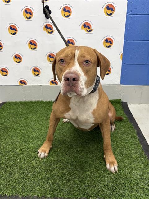 Shelter Stray Male Dog last seen STATE ROAD 575, 19640 Dogpatch Ln, Land O' Lakes, FL 34638, USA