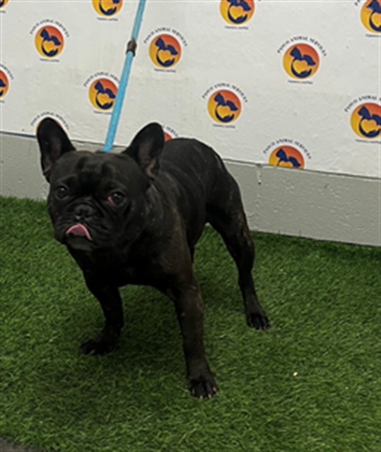 Shelter Stray Male Dog last seen STATE ROAD 54 AND 41, 19640 Dogpatch Ln, Land O' Lakes, FL 34638, USA
