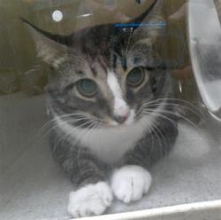 Shelter Stray Male Cat last seen CARINA CIR/SF, 232 Eslinger Way, Sanford, FL 32773, USA