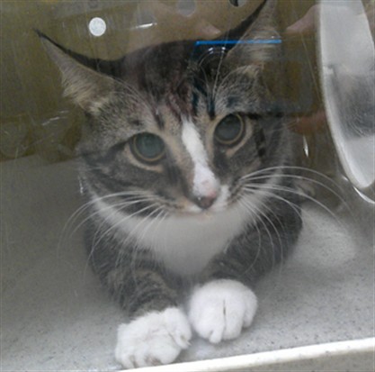 Shelter Stray Male Cat last seen CARINA CIR/SF, 232 Eslinger Way, Sanford, FL 32773, USA