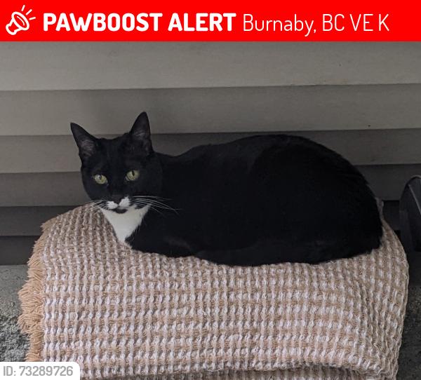 Lost Female Cat last seen Southoaks and Kingsway, Burnaby, BC V5E 4K1