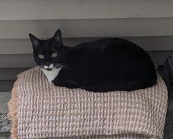 Lost Female Cat last seen Southoaks and Kingsway, Burnaby, BC V5E 4K1