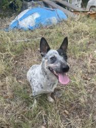Found/Stray Female Dog last seen David k sellars elementary school, Forest Hill, TX 76119