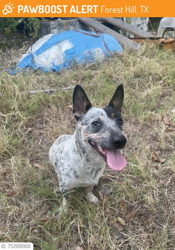 Found/Stray Female Dog last seen David k sellars elementary school, Forest Hill, TX 76119