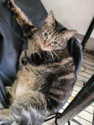 Reunited Female Cat last seen South Union St, Des Moines, IA 50315