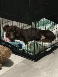 Lost Male Dog last seen Near se 108th pl belleview fl, Belleview, FL 34420