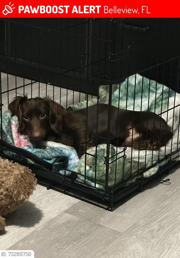 Lost Male Dog last seen Near se 108th pl belleview fl, Belleview, FL 34420